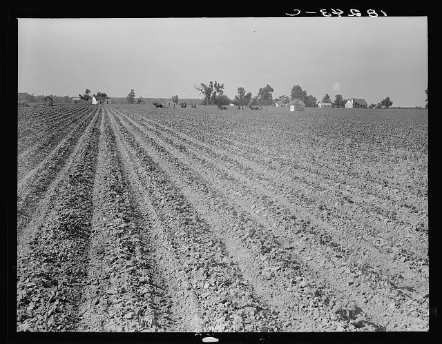 A 1938 Dorothea Lange photograph of furrowed cotton fields and distant tenant cabins near England, Arkansas.