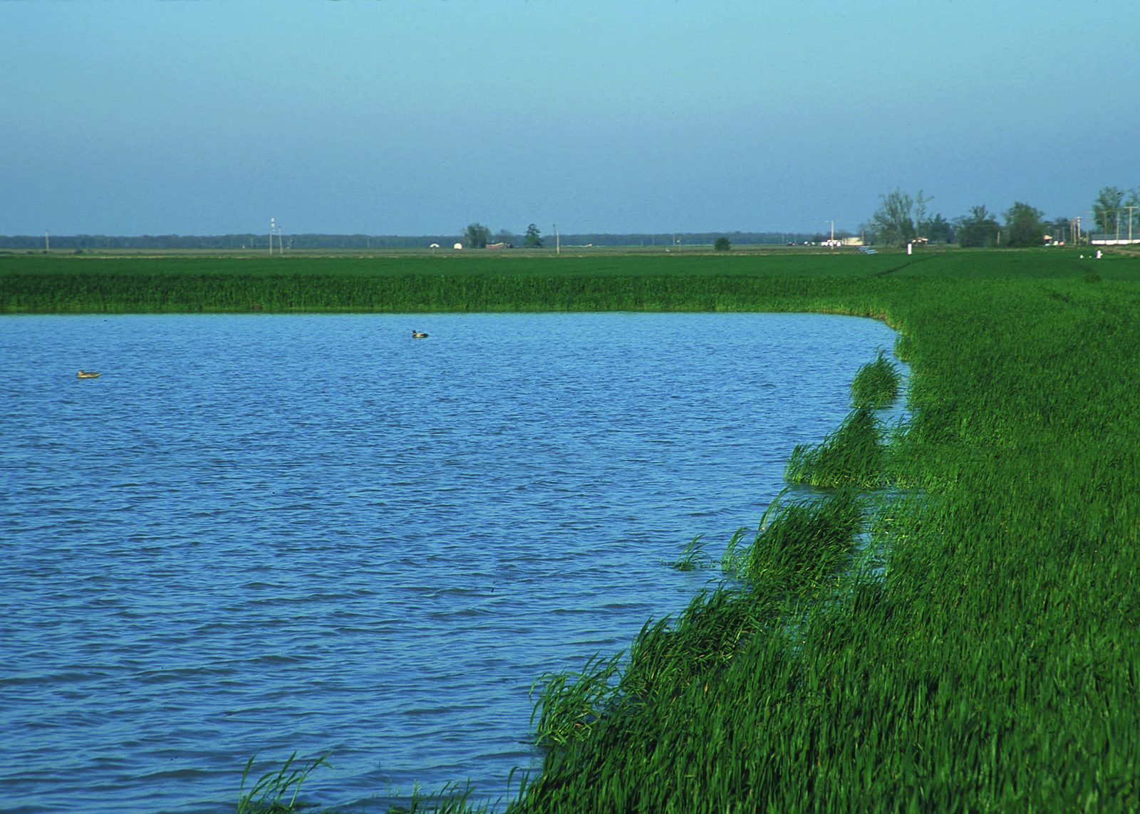 A wide irrigation reservoir on the Grand Prairie in Lonoke County with grassy banks and waterfowl under a clear sky.